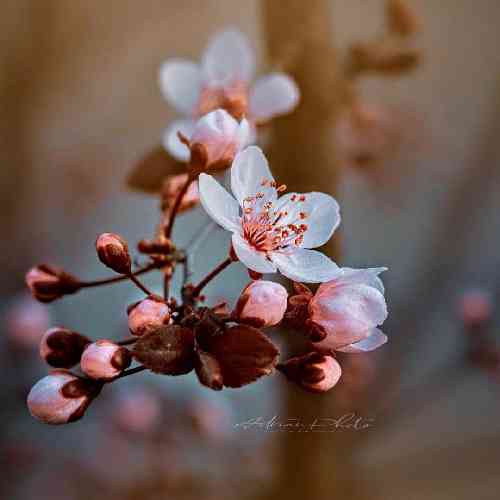 دلسوز خالدی ئانه چکو‍ بیه‌نی